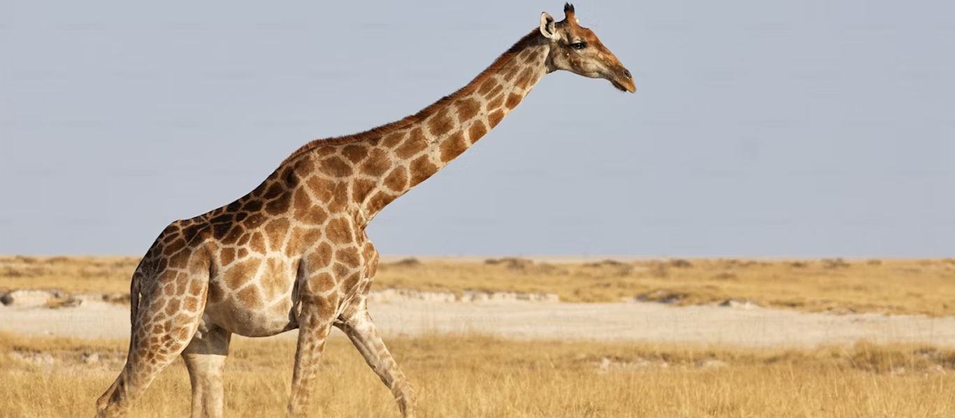 Inland Empire animal