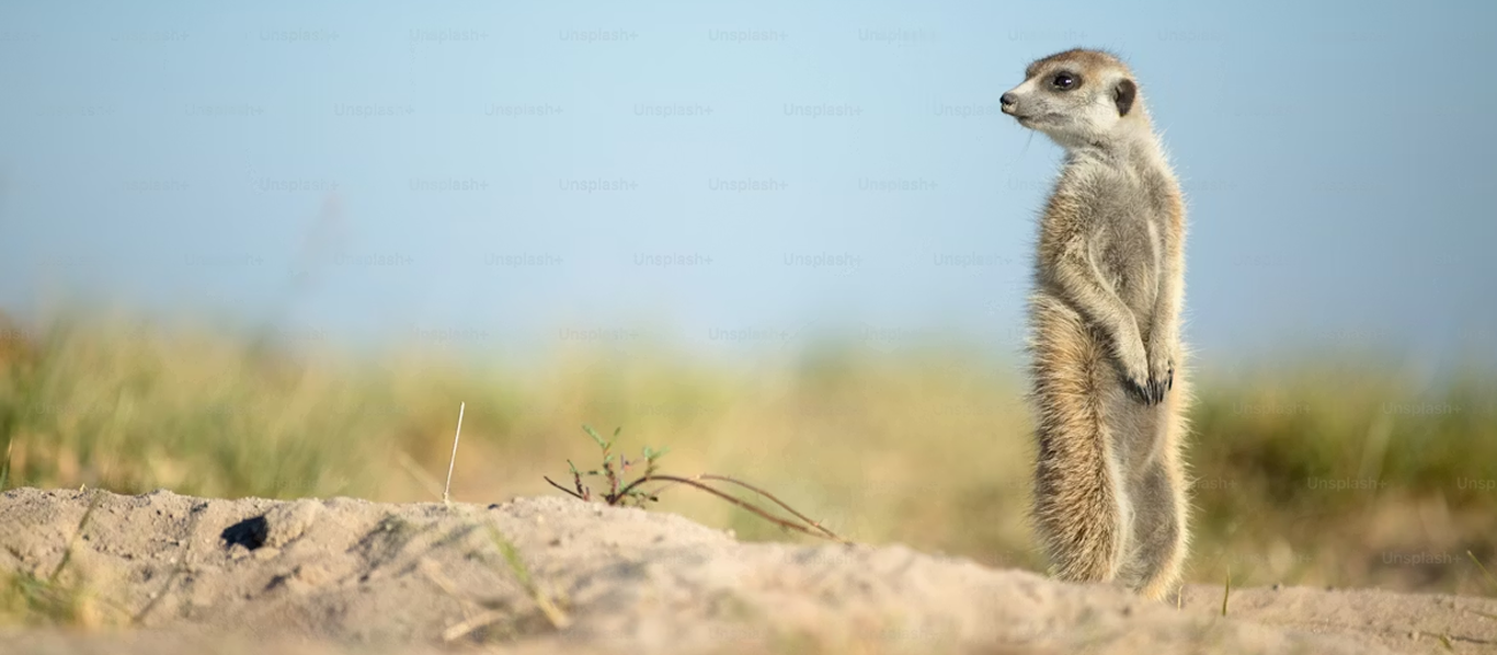 San Fernando Valley animal