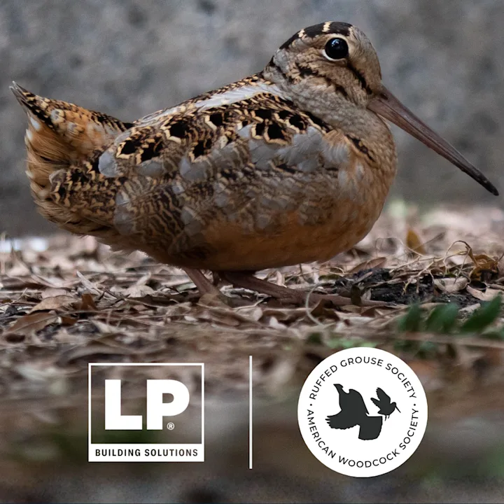 ruffed grouse social