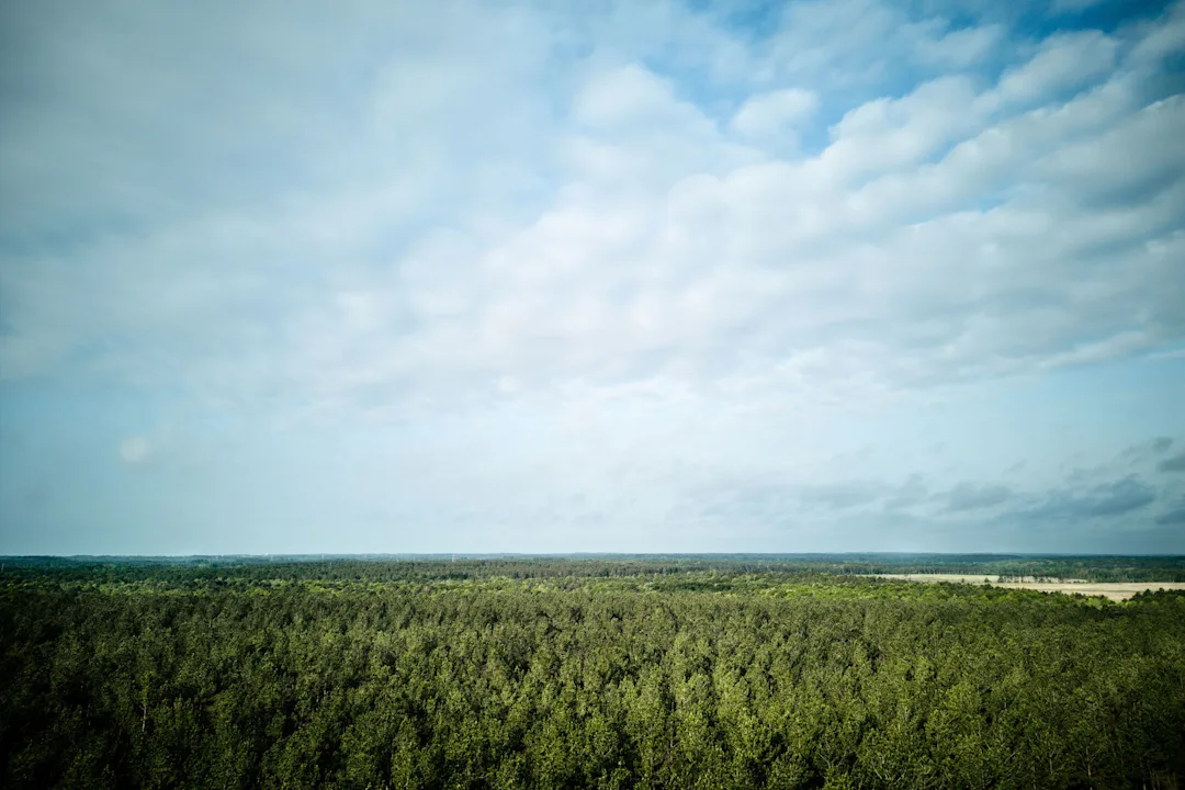 Environment Forestry Callout Image
