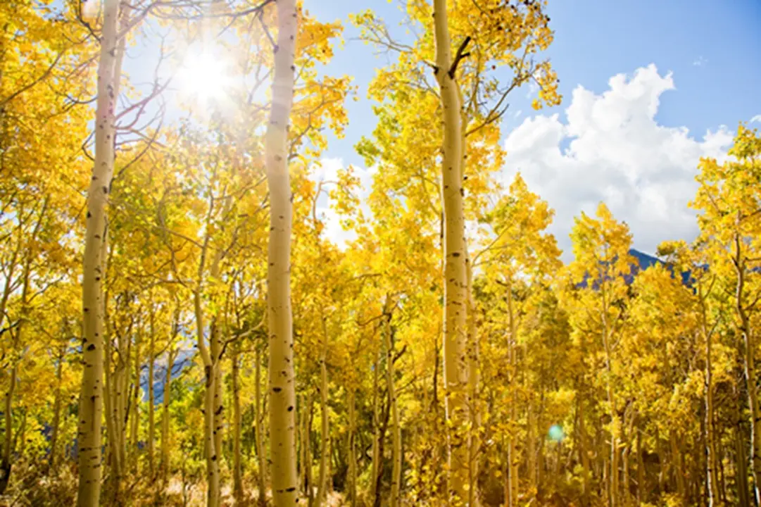 Image of yellow trees to show LP sustainability