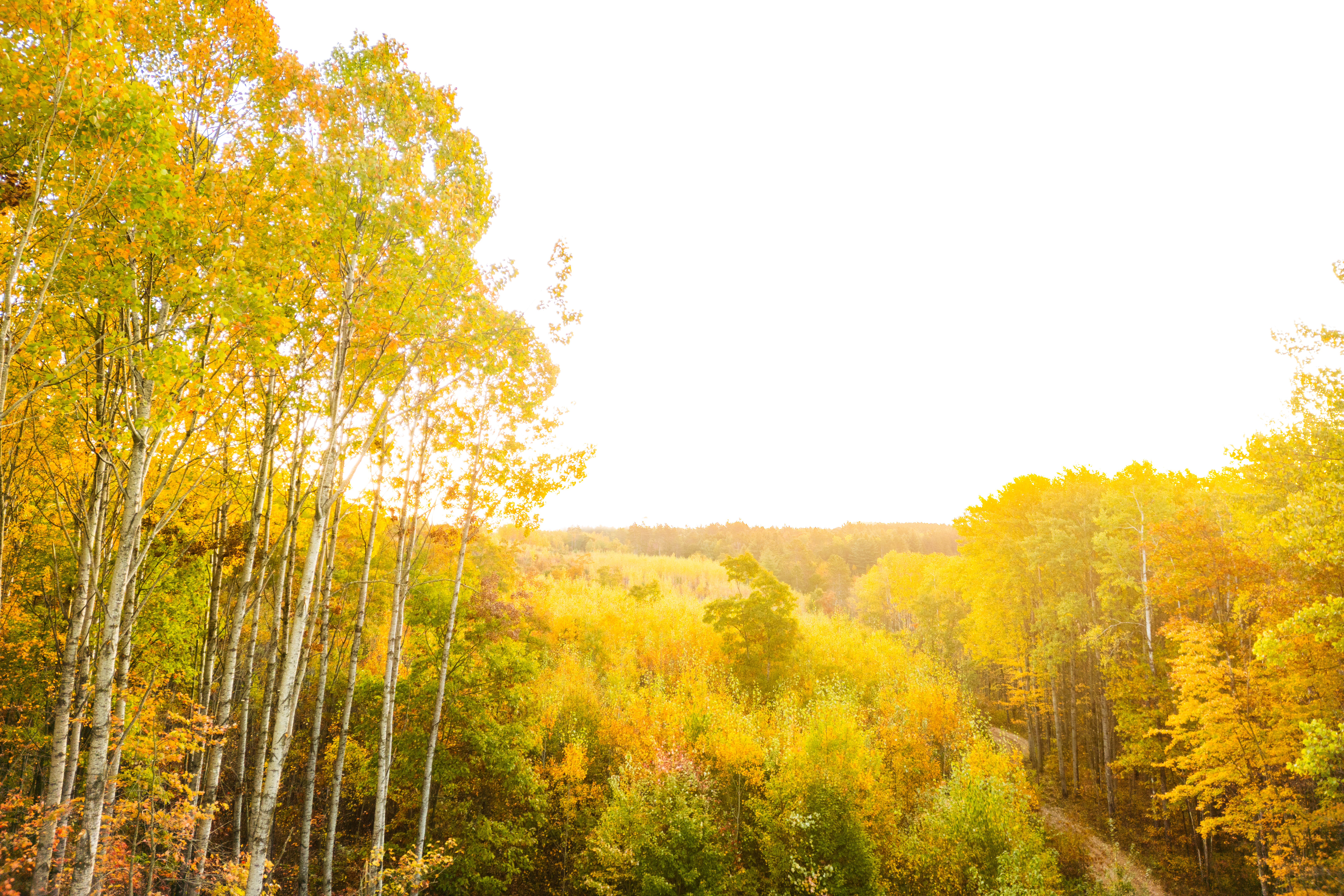 Sustainability image of trees