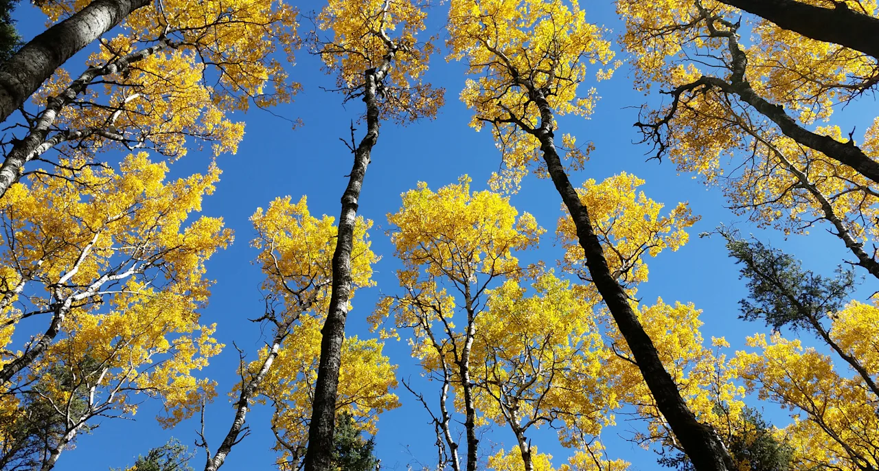 Environment Image Stewardship