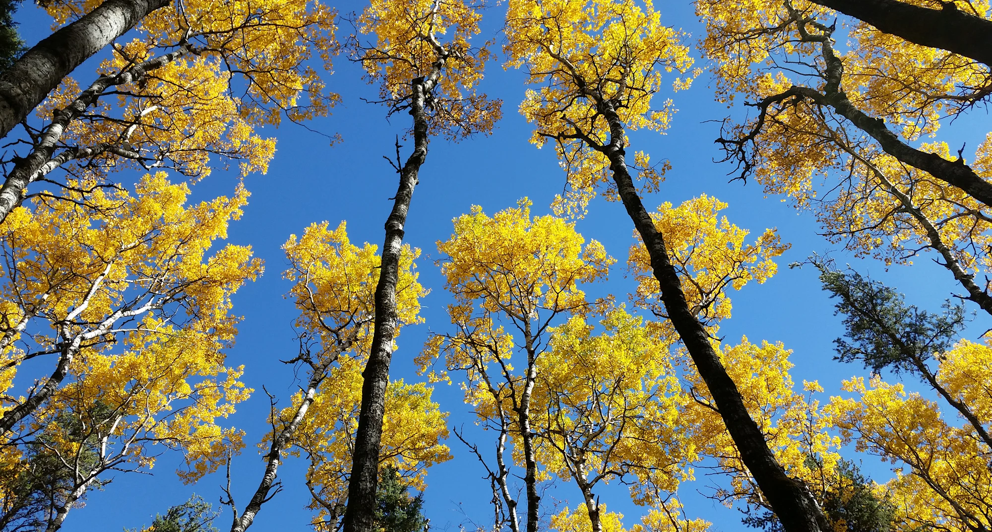 Environment Image Stewardship