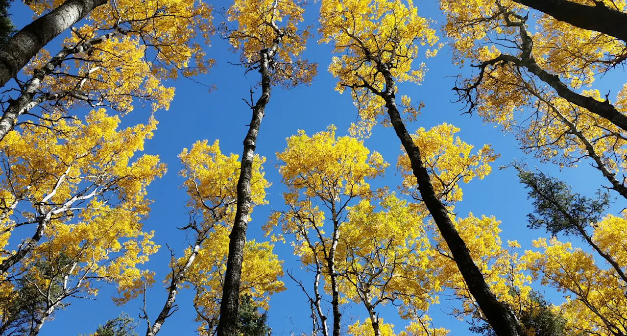 Environment Image Stewardship