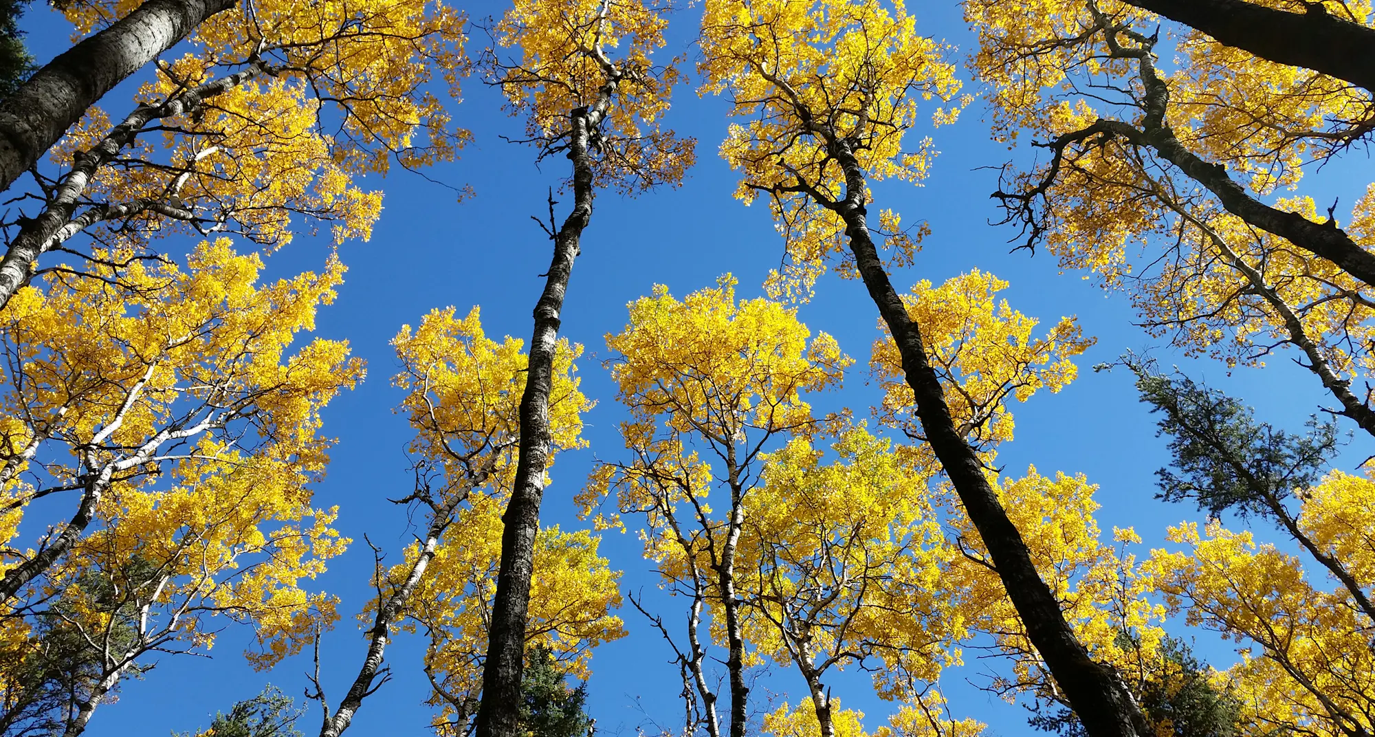 Environment Image Stewardship