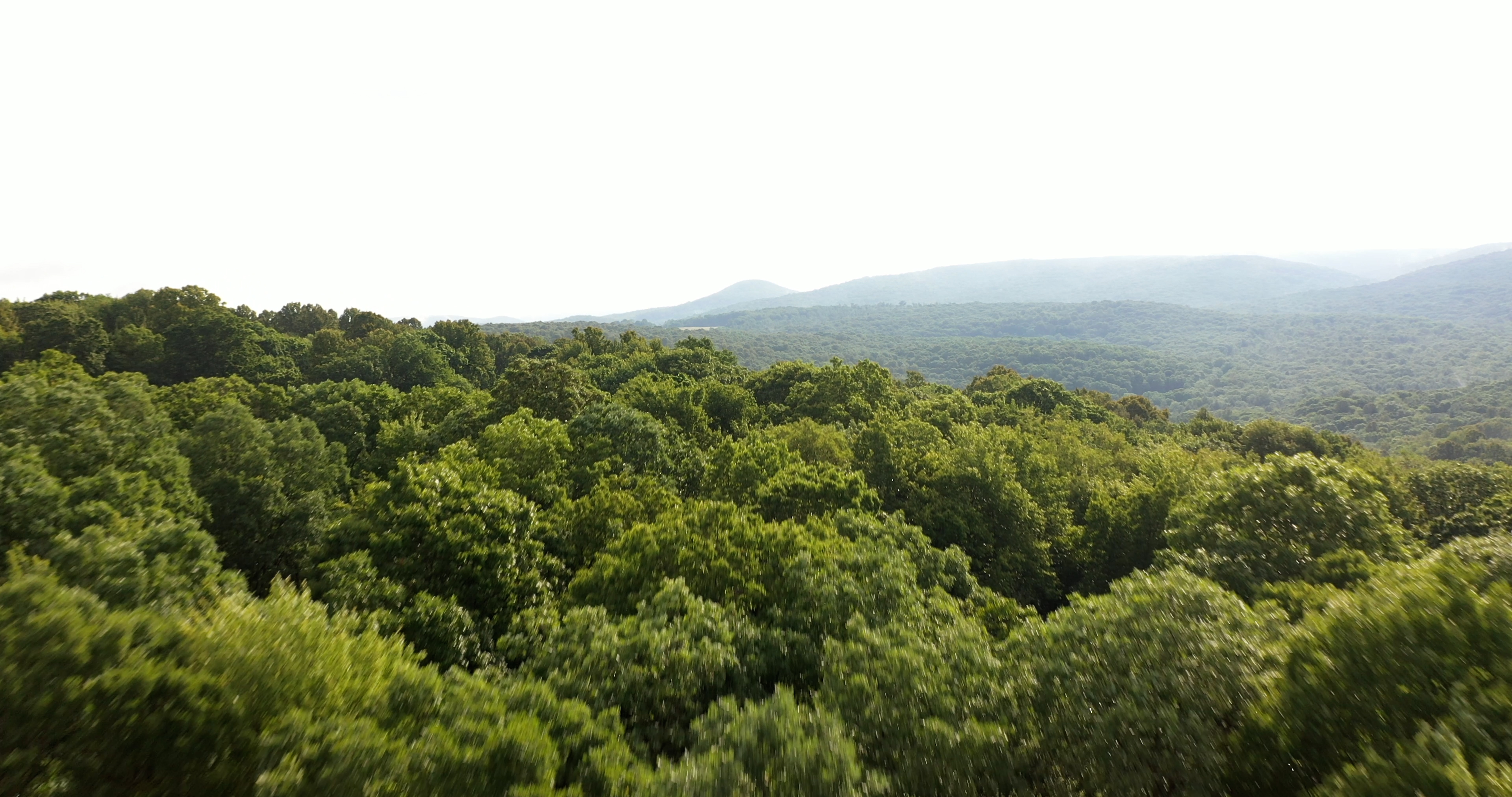 image of trees and the sky