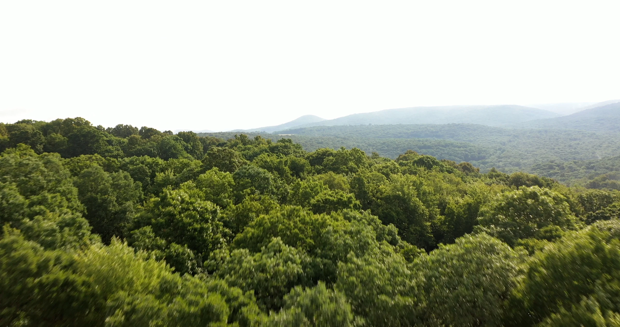 image of trees and the sky
