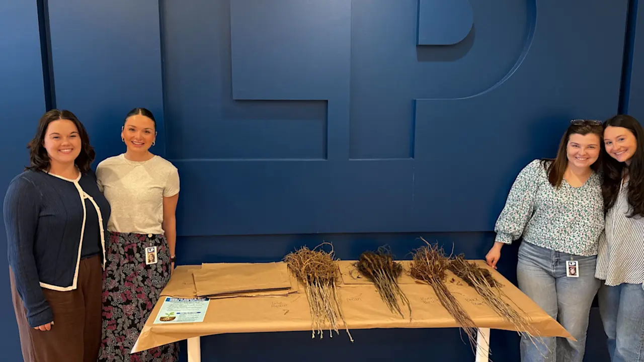 Sapling image in LP office