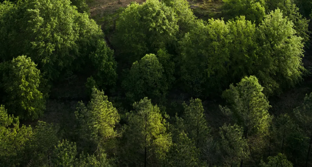 Environment Biological Image