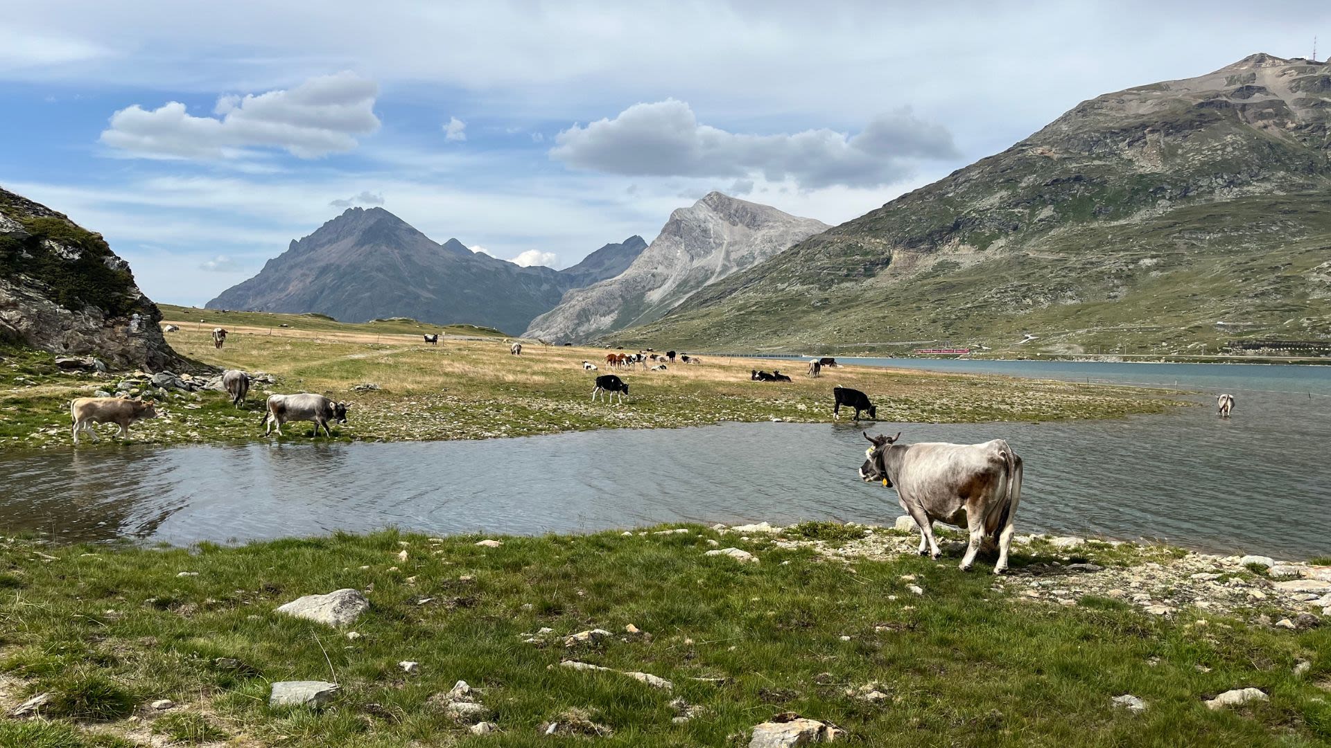Lago Bianco - alpejskie jezioro na przełęczy Bernina, gdzie pod lodowcem pasie się moorze krów
