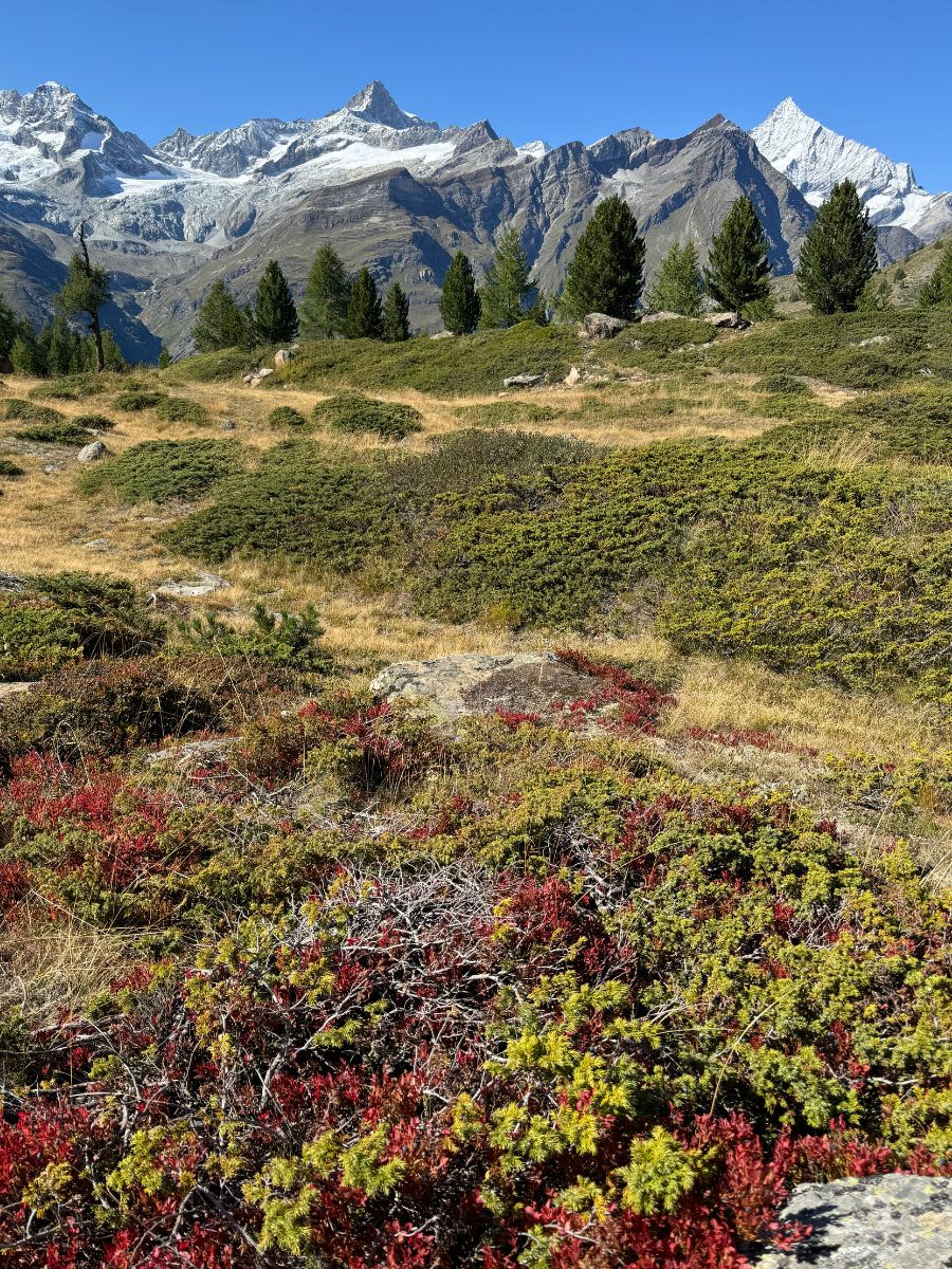 Szlak Pięciu Jezior z widokiem na Matterhorn. Na pierwszym planie niska roślinność, która potem przechodzi w krzaki i drzewa. Na ostatnim planie ośnieżone Alpy.