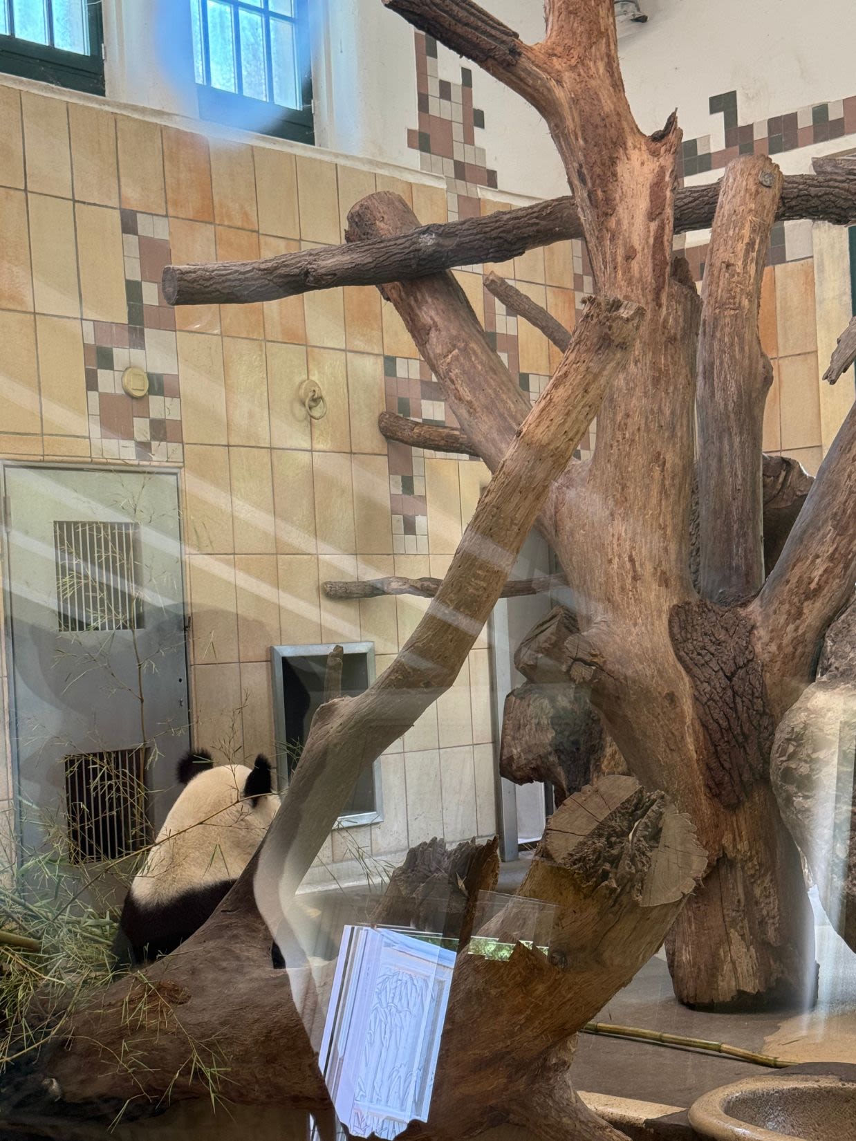 Panda wielka w zoo Schönbrunn w Wiedniu. Panda znajduje się za szklaną szybą. Siedzi tyłem, widać tylko jej głowę i plecy.