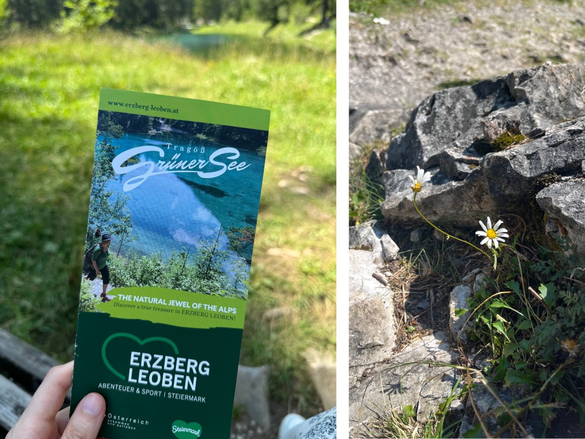 Kolaż zdjęć. Po lewej ulotka na temat Grüner See, po prawej zbliżenie na ścieżkę wokół jeziora - małe kwiatki i kamienie. 