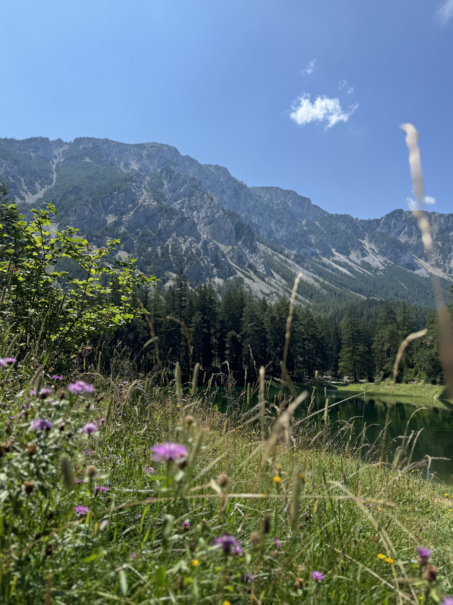 Otoczenie jeziora Grüner See. Na pierwszym planie wysoka dzika trawa z polnymi kwiatami. Dalej drzewa. Na horyzoncie Alpy. 