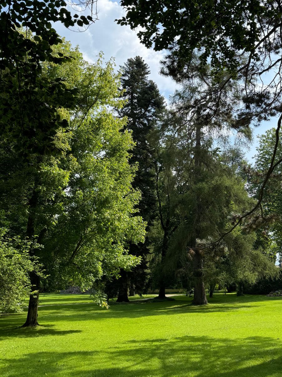 Ogrody dworskie - Innsbrucker Hofgarten latem. Trawa jest starannie skoszona, poranne słońce oświetla trawę, rzucając cienie z drzew.