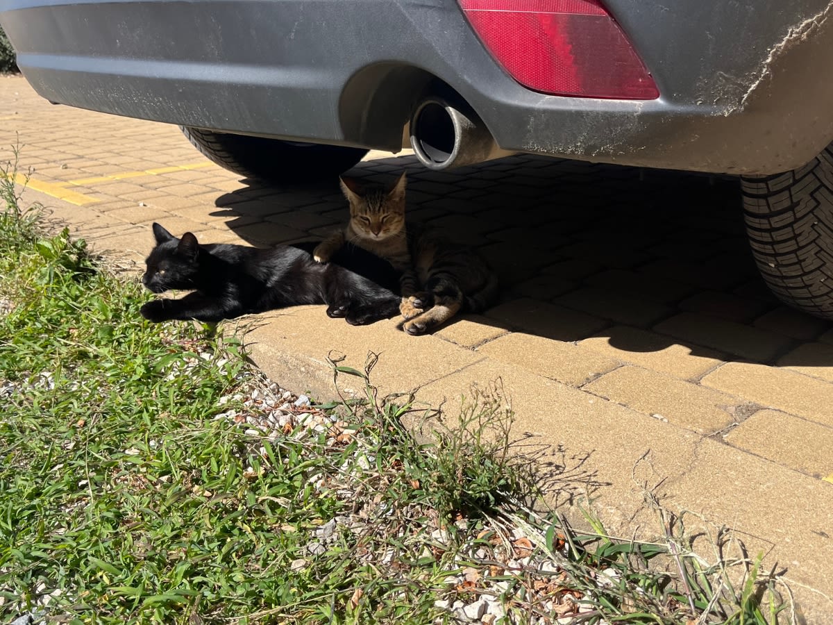 Dwa koty szary i czarny leżą pod samochodem. Szary trzyma łapę na grzbiecie czarnego, czarny kot patrzy przed siebie. Jest słoneczny dzień na Sardynii w miejscowości La Muddizza.