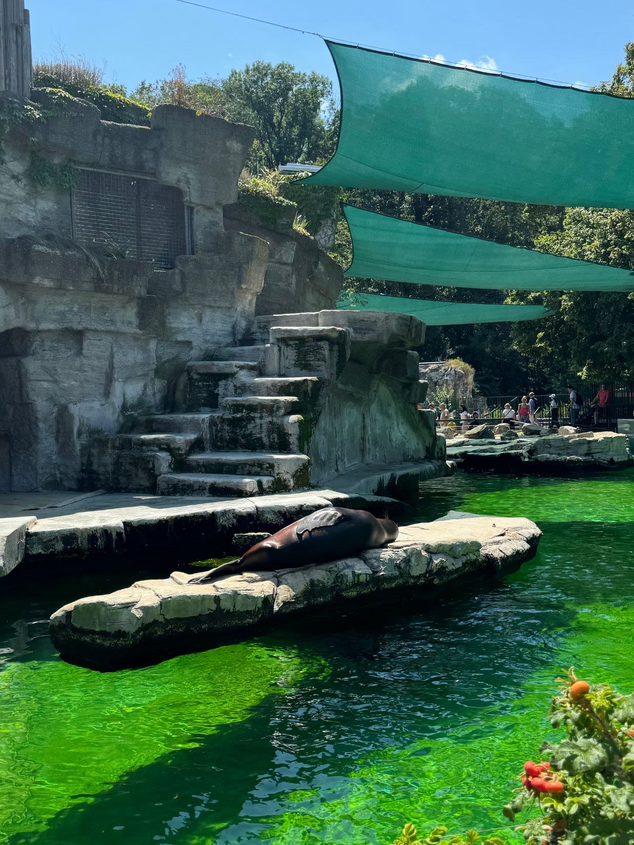 Foki w wiedeńskim zoo Schönbrunn. Jedna z nich wyleguje się na kamieniu. Leży przy wodzie. Rozwieszone są zasłonki chroniące przed słońcem.