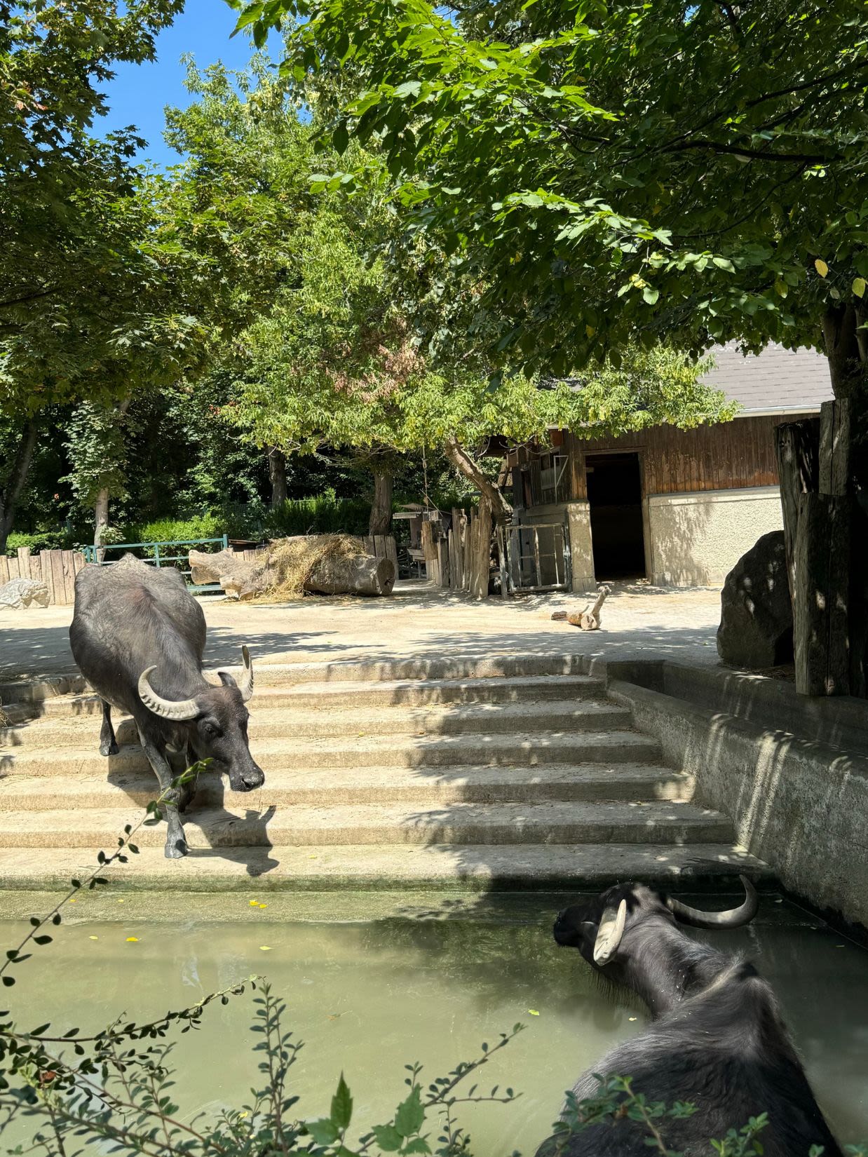 Bawoły wodne w wiedeńskim zoo w Austrii. Jeden z nich leży w wodzie. Drugi z bawołów schodzi po schodach w stronę zbiornika z wodą. Za nimi znajduje się ich dom z paśnikiem.