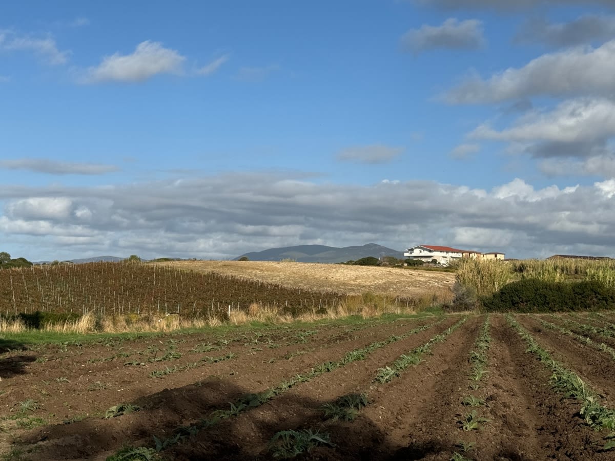 Pola karczochów w La Muddizzie blisko Valledorii. Pola znajdują się w północnej części Sardynii, blisko morza.