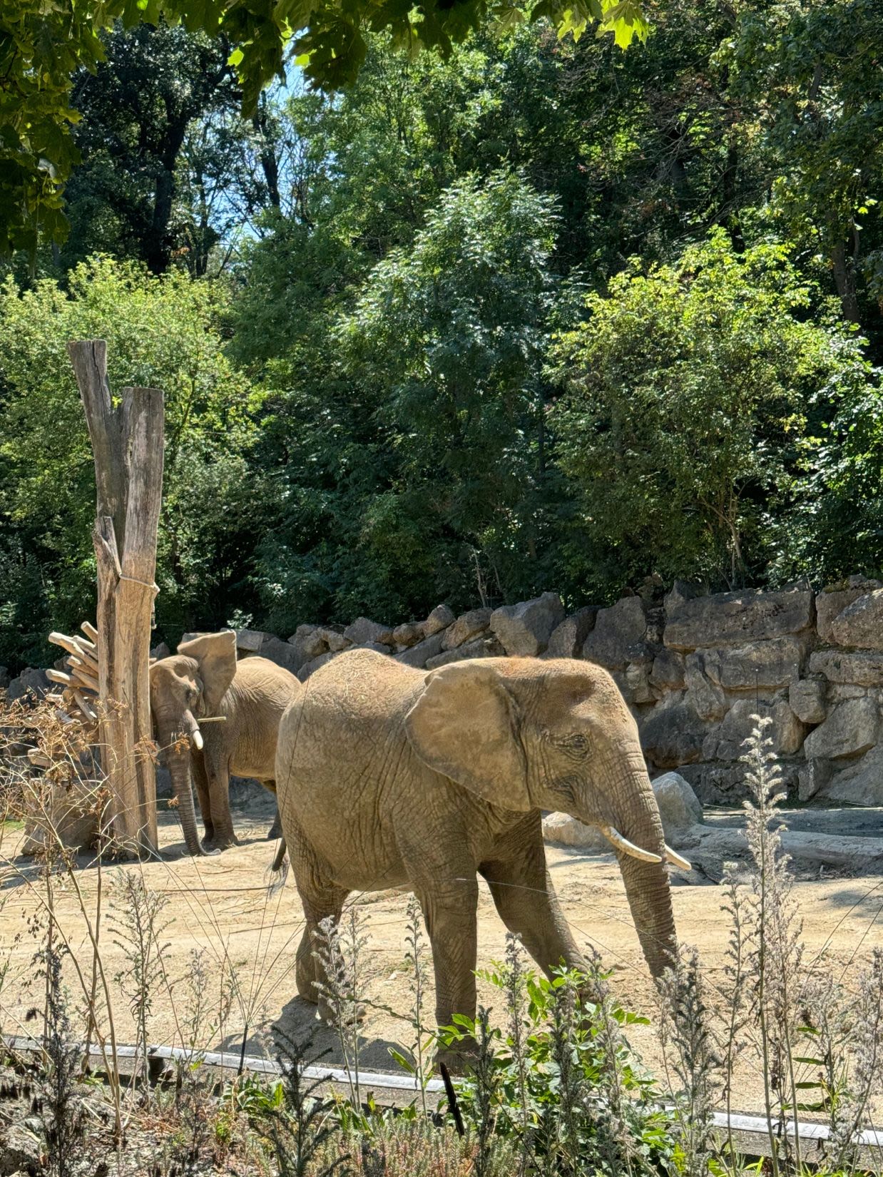 Słonie w wiedeńskim zoo Schönbrunn. Jeden ze słoni stoi, drugi z tyłu drapie się o drzewo.