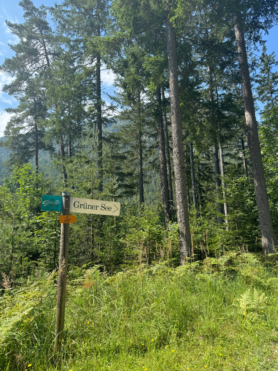 Drogowskaz w lesie w okolicy jeziora Grüner See. Znak pokazuje, w którą stronę należy iść, aby trafić nad jezioro. 