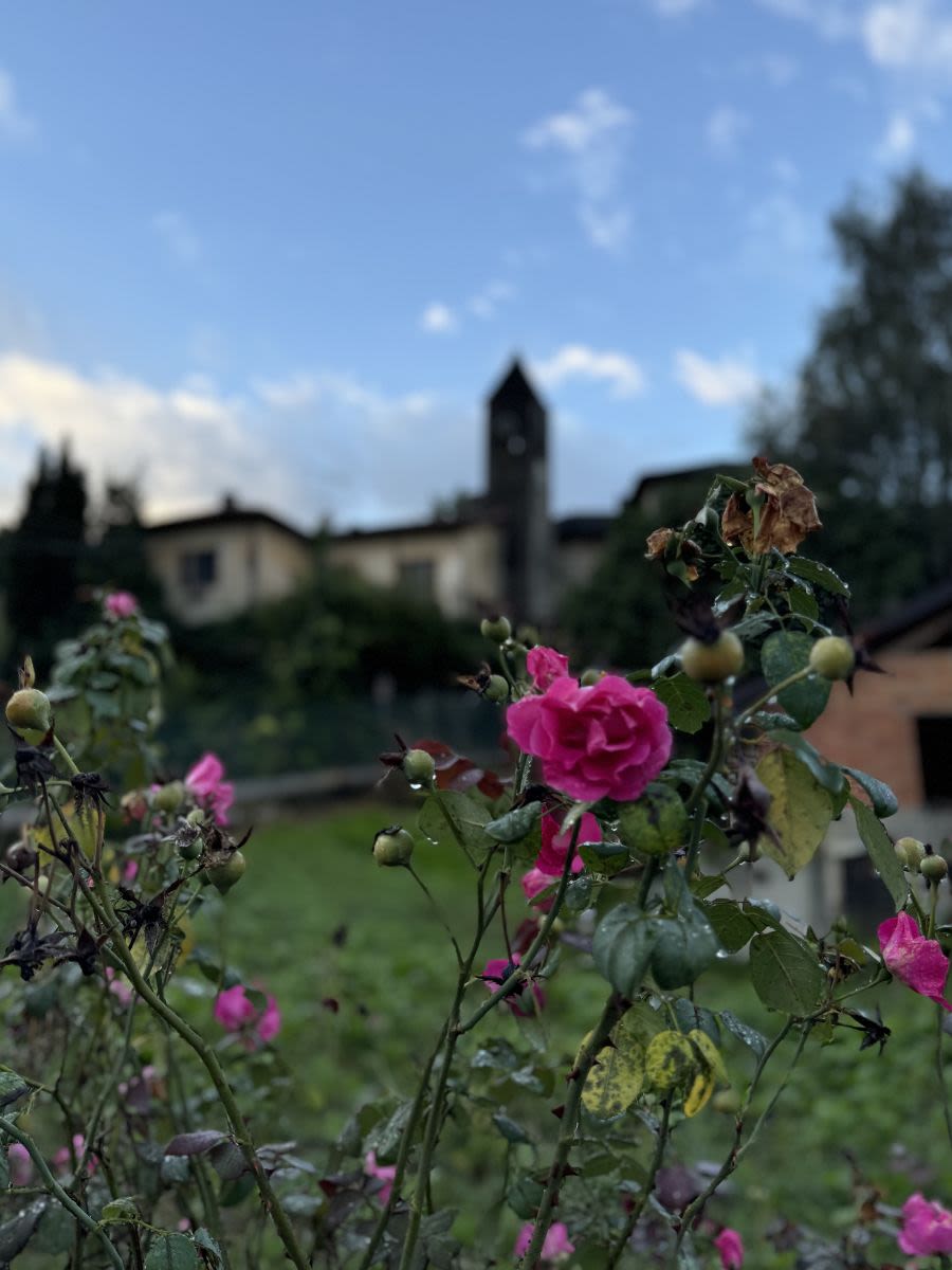 Capronno nad jeziorem Maggiore. W tle zabytkowy kamienny kościół. Na pierwszym planie róże, które pokryte są deszczem.