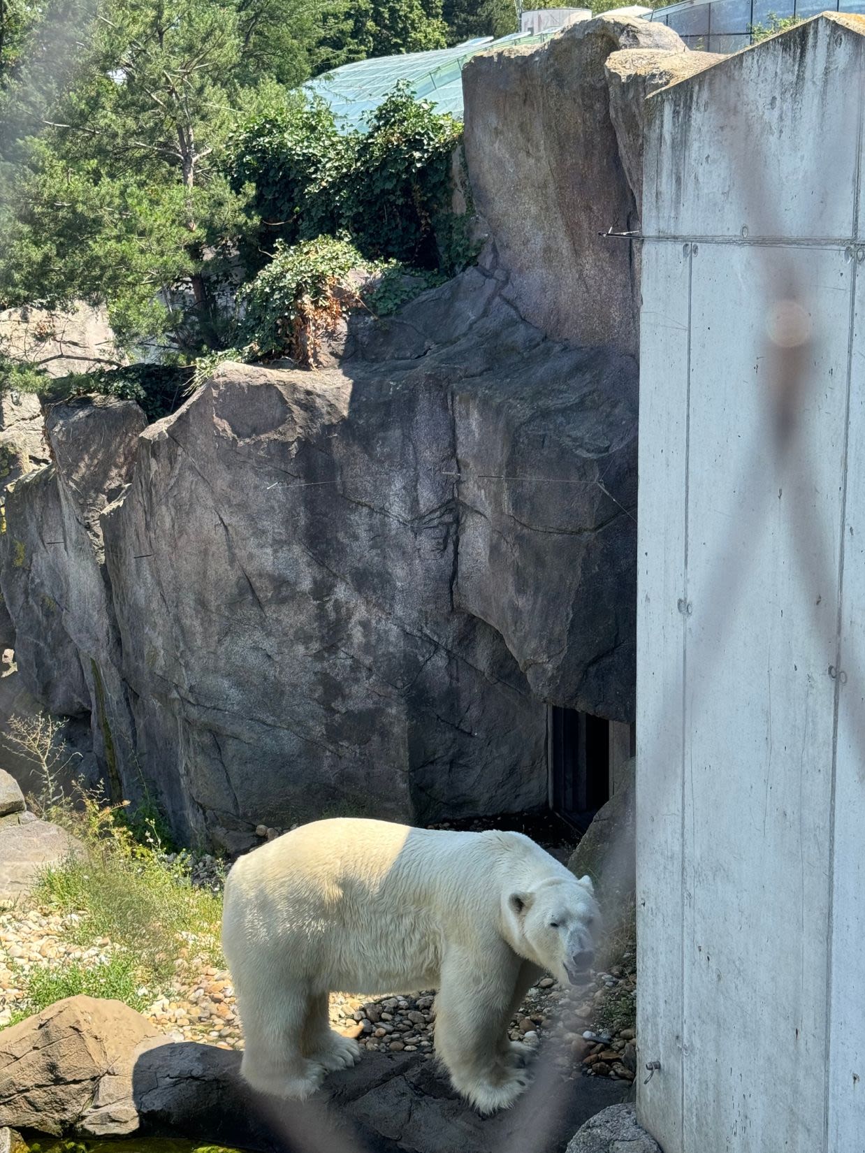 Niedźwiedź polarny w wiedeńskim zoo Schönbrunn. Niedźwiedź znajduje się za ogrodzeniem. Ma białe gęste futro i otwarty pysk.