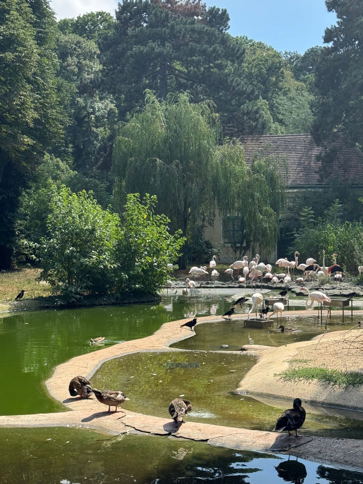 Ptactwo w wiedeńskim zoo w Austrii. Na dalszym planie są flamingi. Ptactwo zajmuje się jedzeniem i chodzi po wodzie.