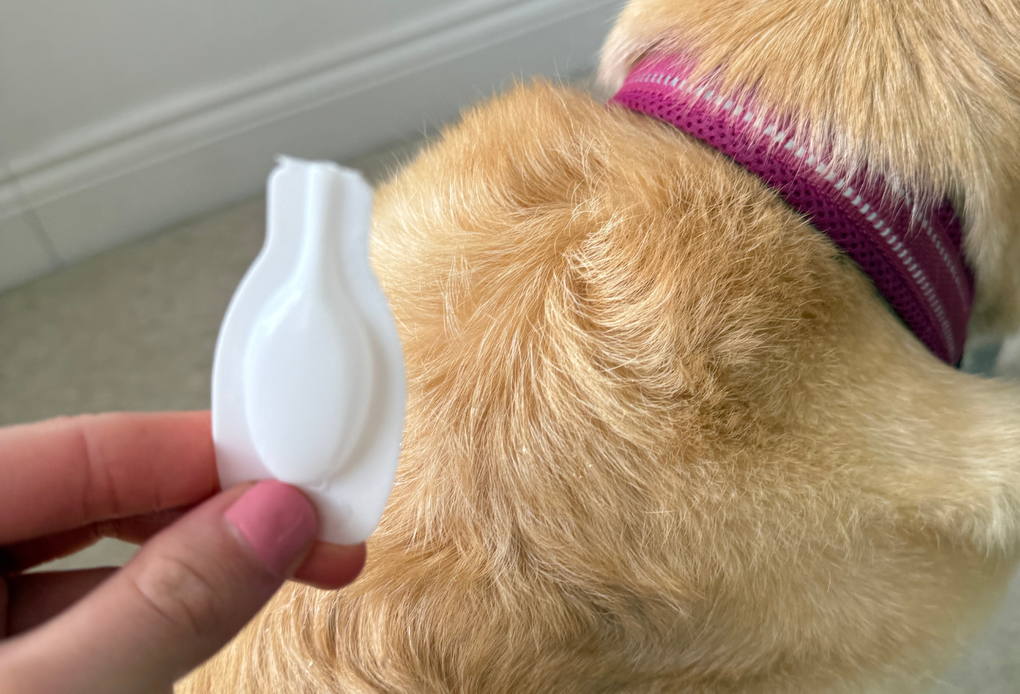 Labrador dog with spot on flea treatment pipette