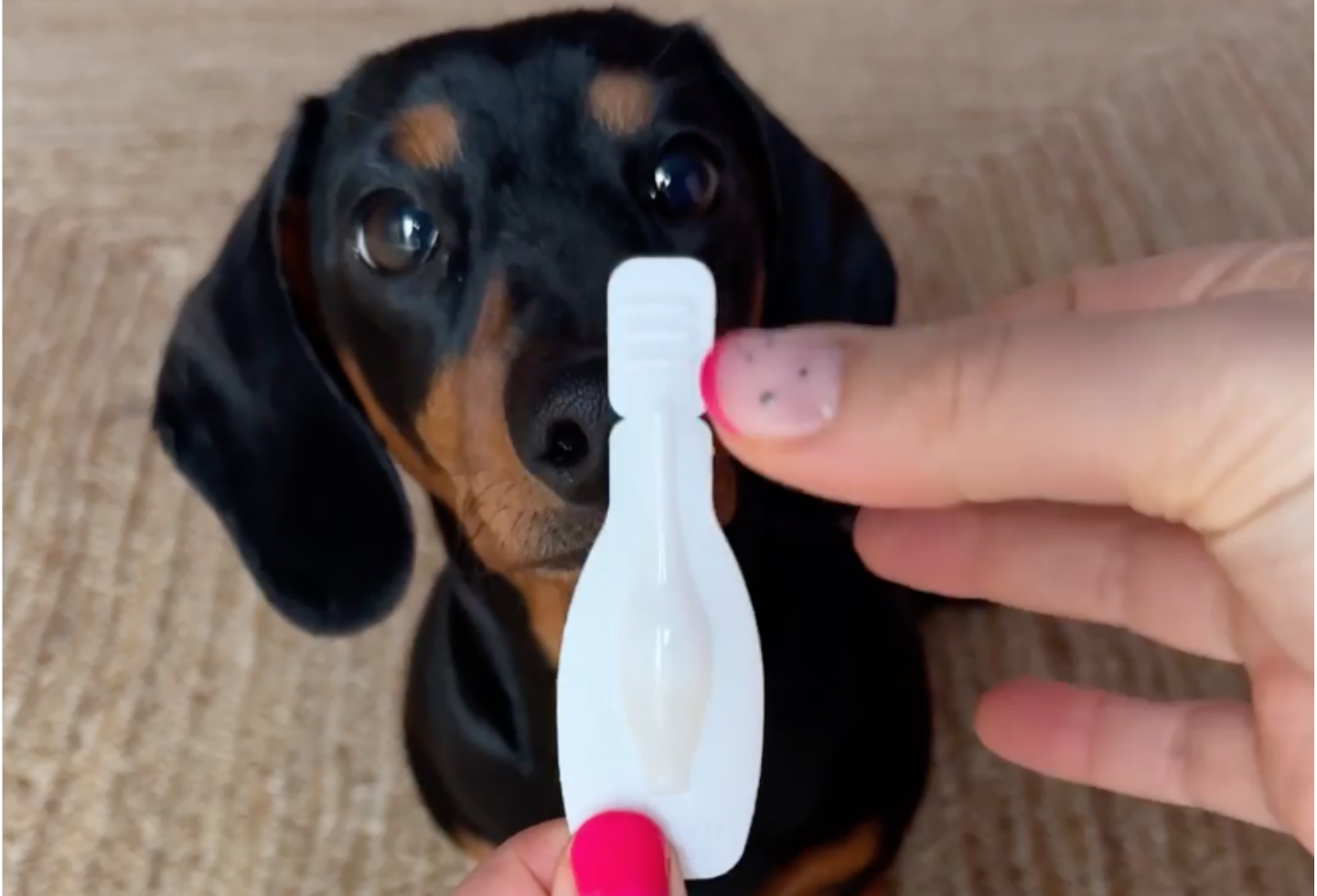 Mini dachshund dog sniffing white flea treatment pipette 