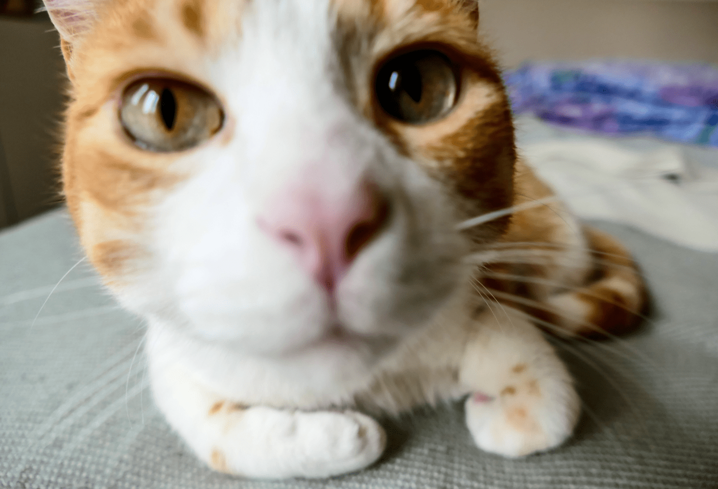 white and ginger cat up close to the camera.