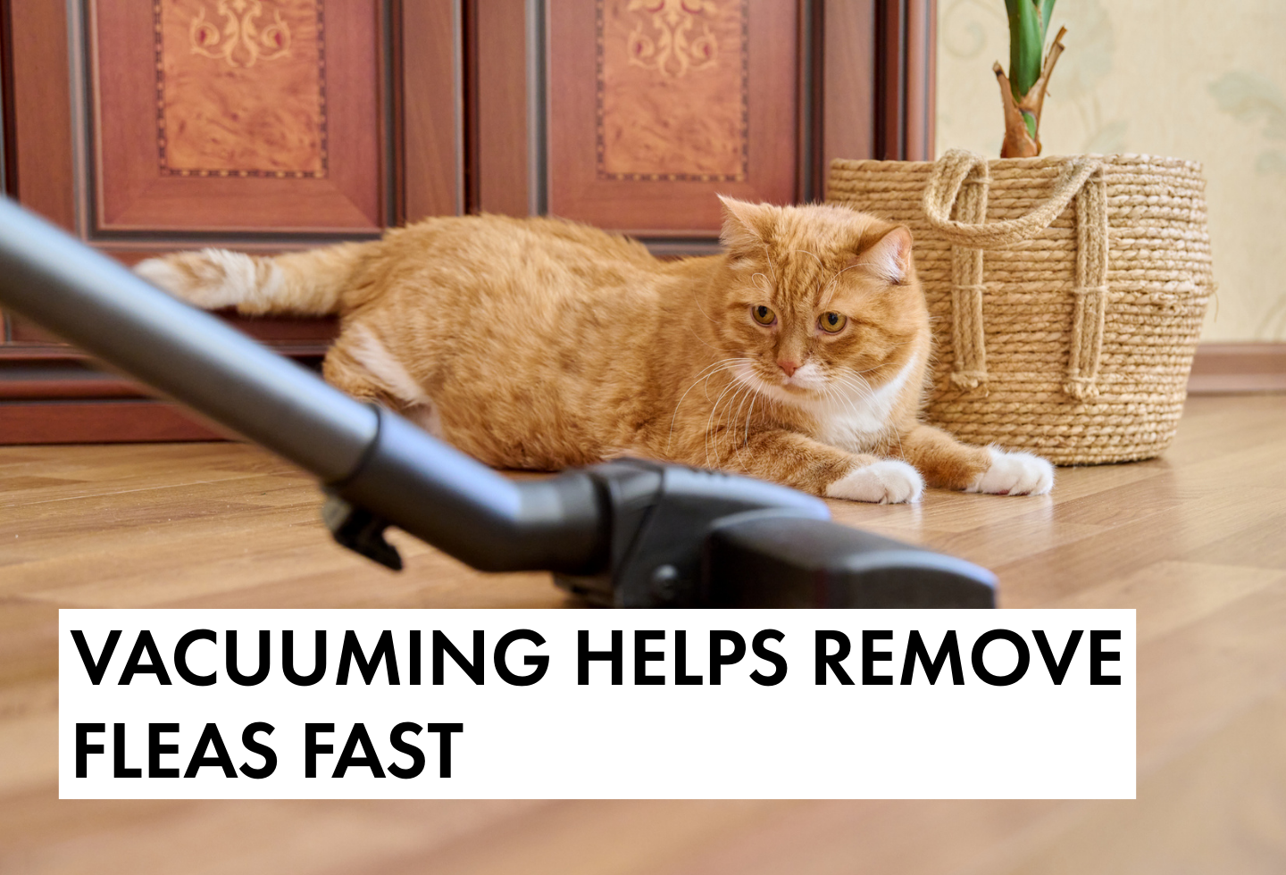 Vacuuming helps to remove fleas faster during a flea infestation