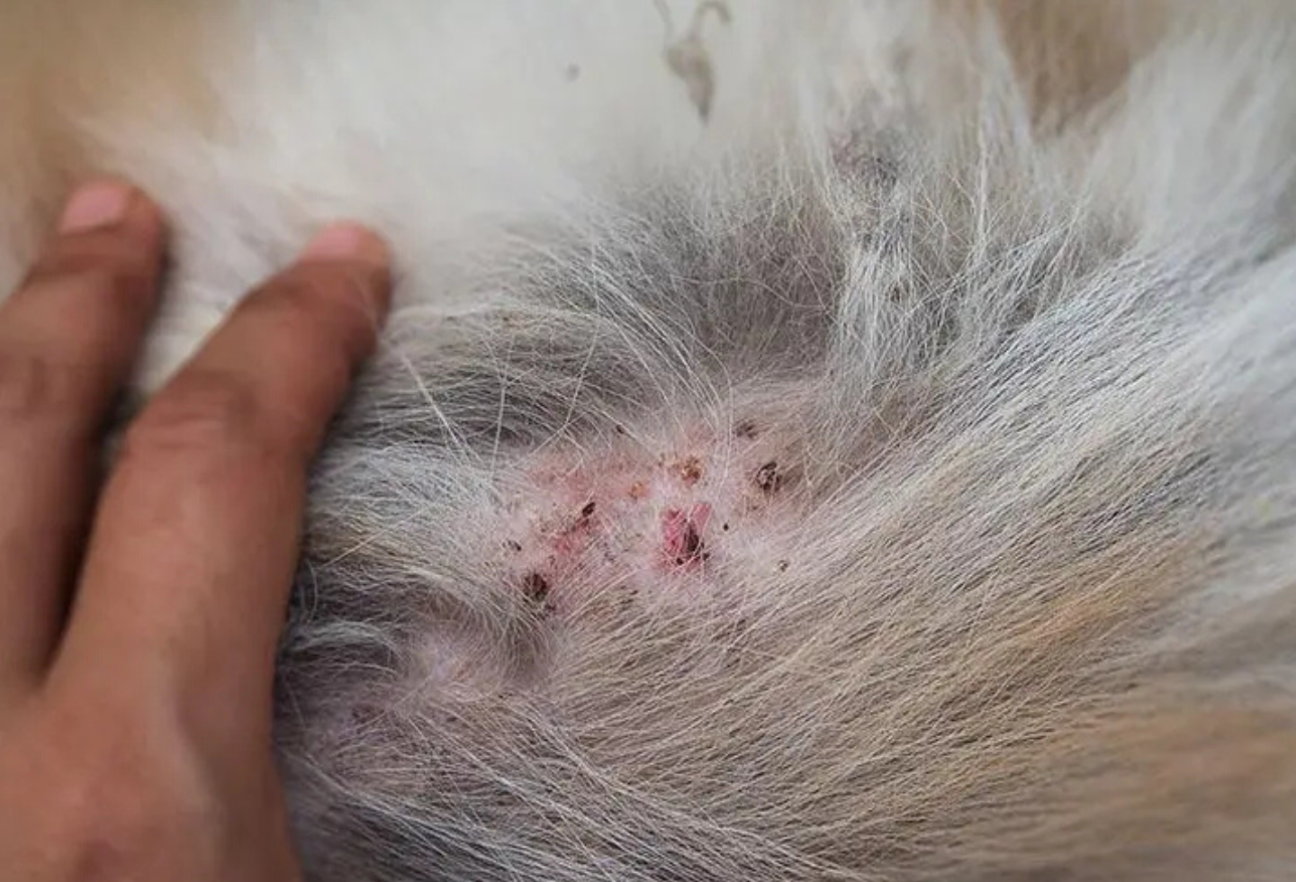 Pet fur with flea allergy dermatitis, pet skin with redness and scabs. 