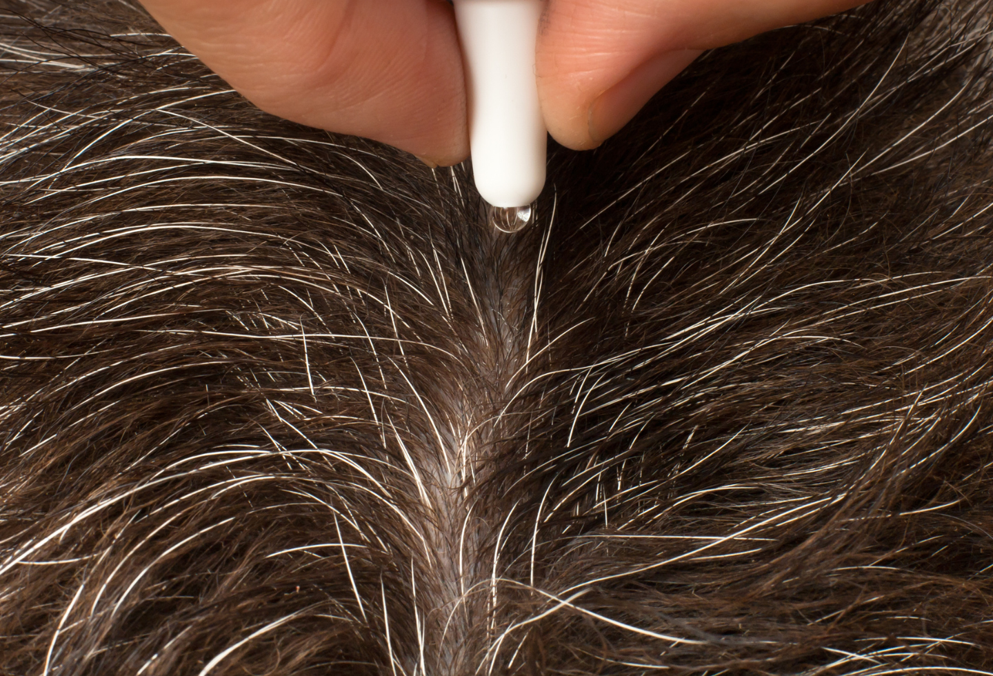 Black cat hairs with pipette squeezing out spot-on flea treatment liquid 