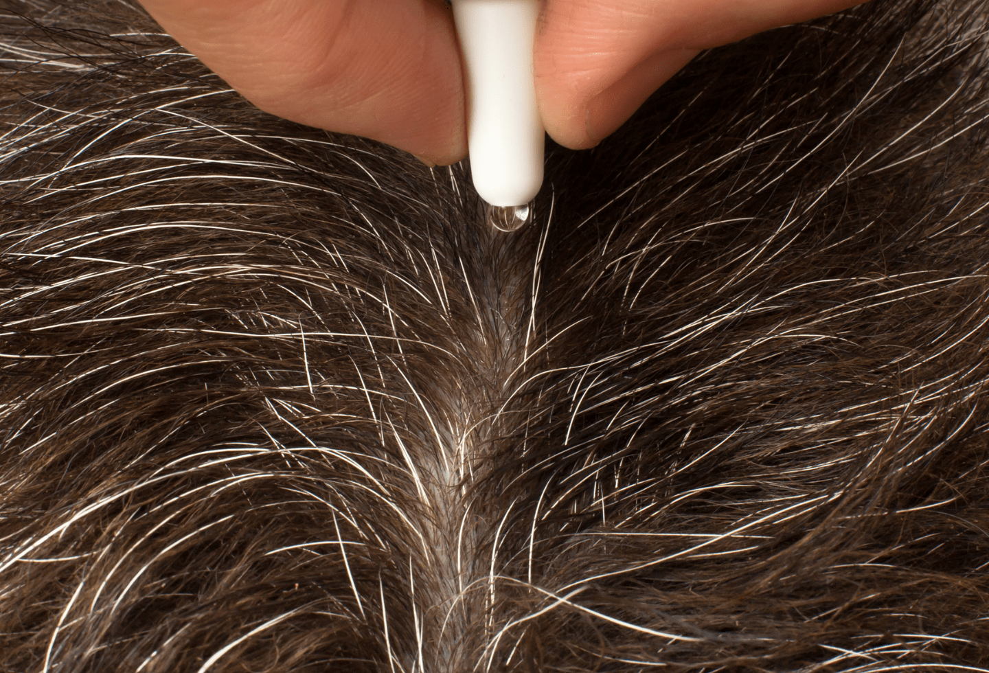 Black cat hairs with pipette squeezing out spot-on flea treatment liquid 