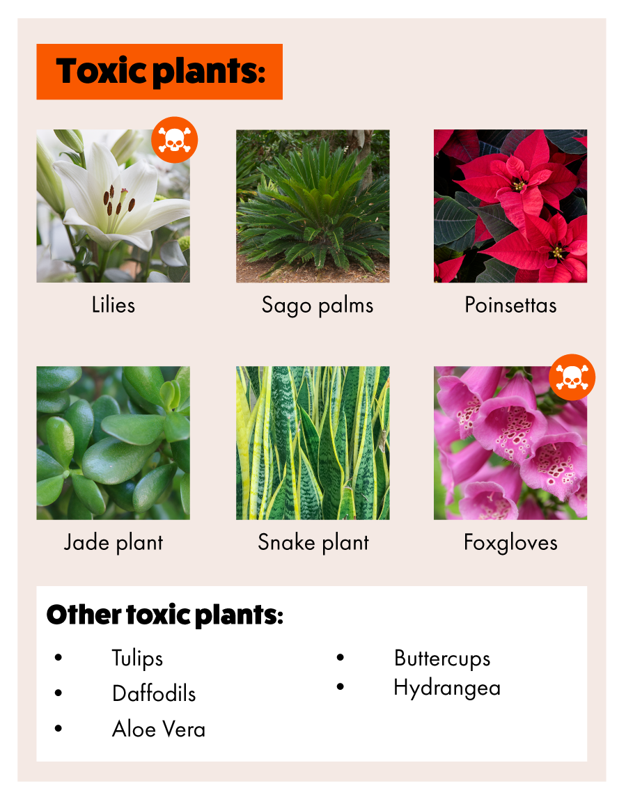 dracaena golden heart care Buy Dracaena Golden Heart