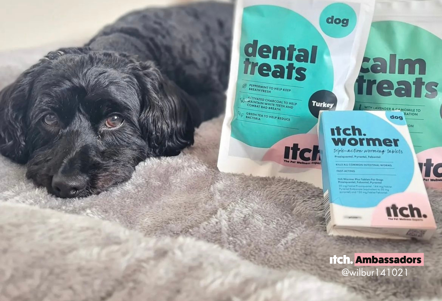 Why is my dog scooting? Itch Pet Itch Pet