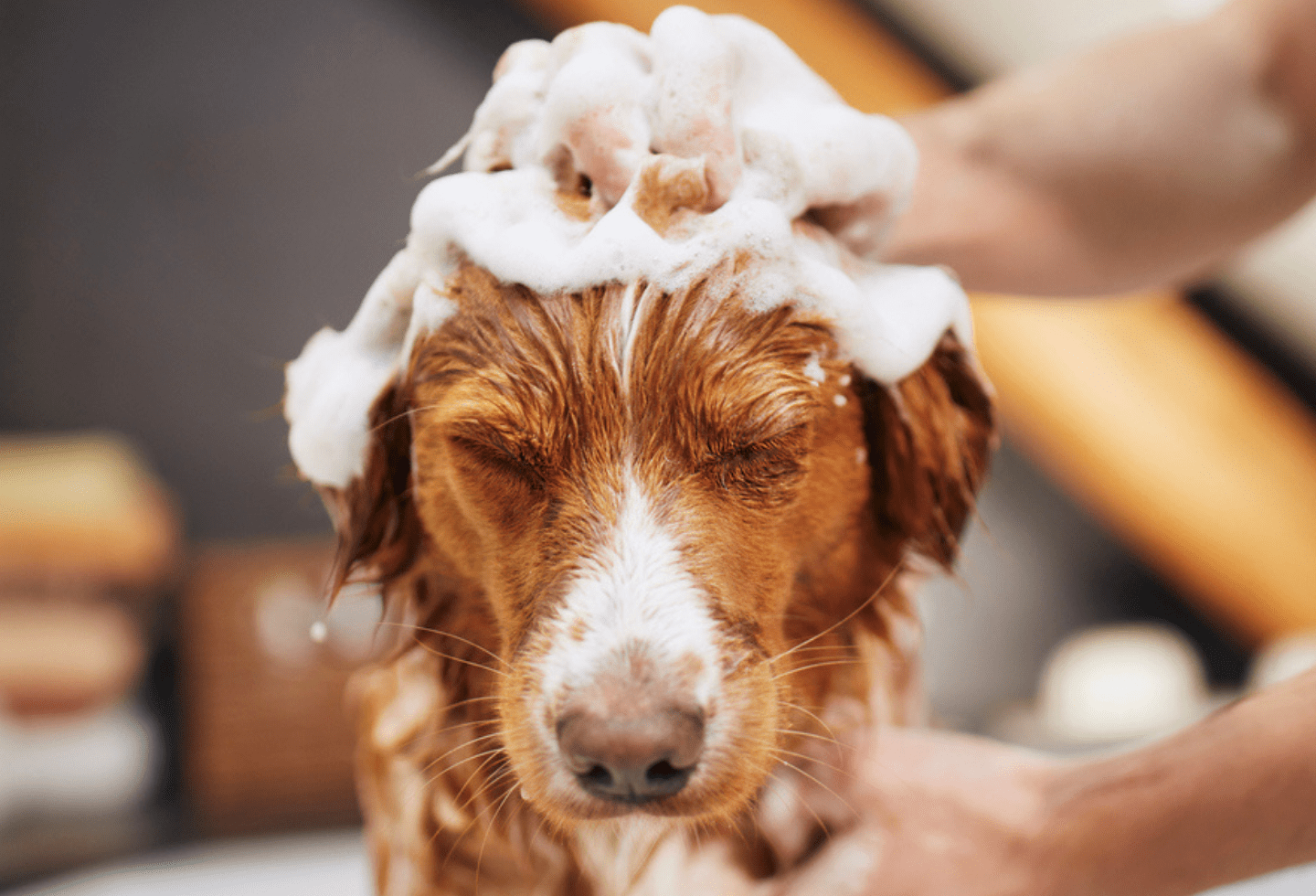 How often should i wash my dog with head and top shoulders