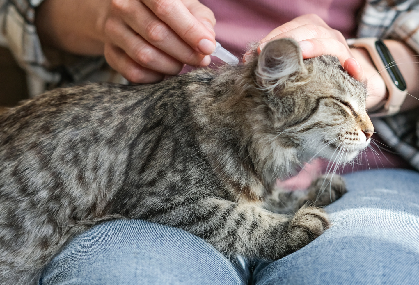 Tabby cat sat on owner's knee, with flea treatment pipette being applied to back of the cat's neck