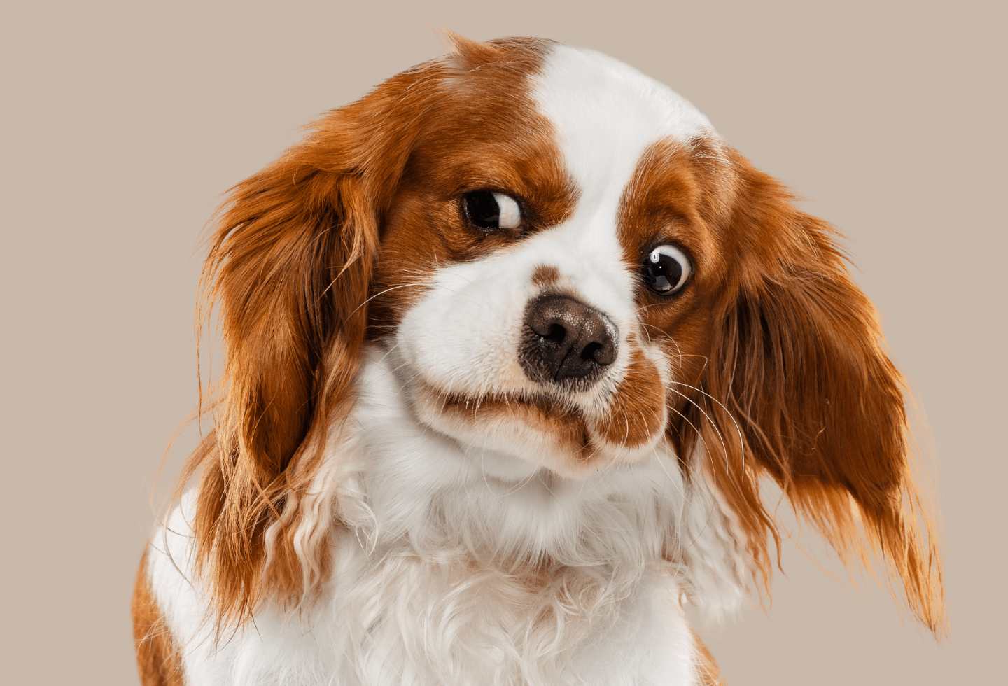 Brown and white king charles cavalier spaniel pulling a worried face with eyes looking to the side.