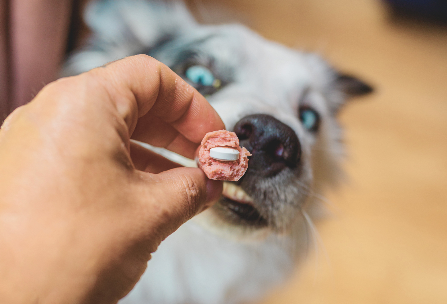 Black and white border collie sniffing a treat with tablet hidden in it