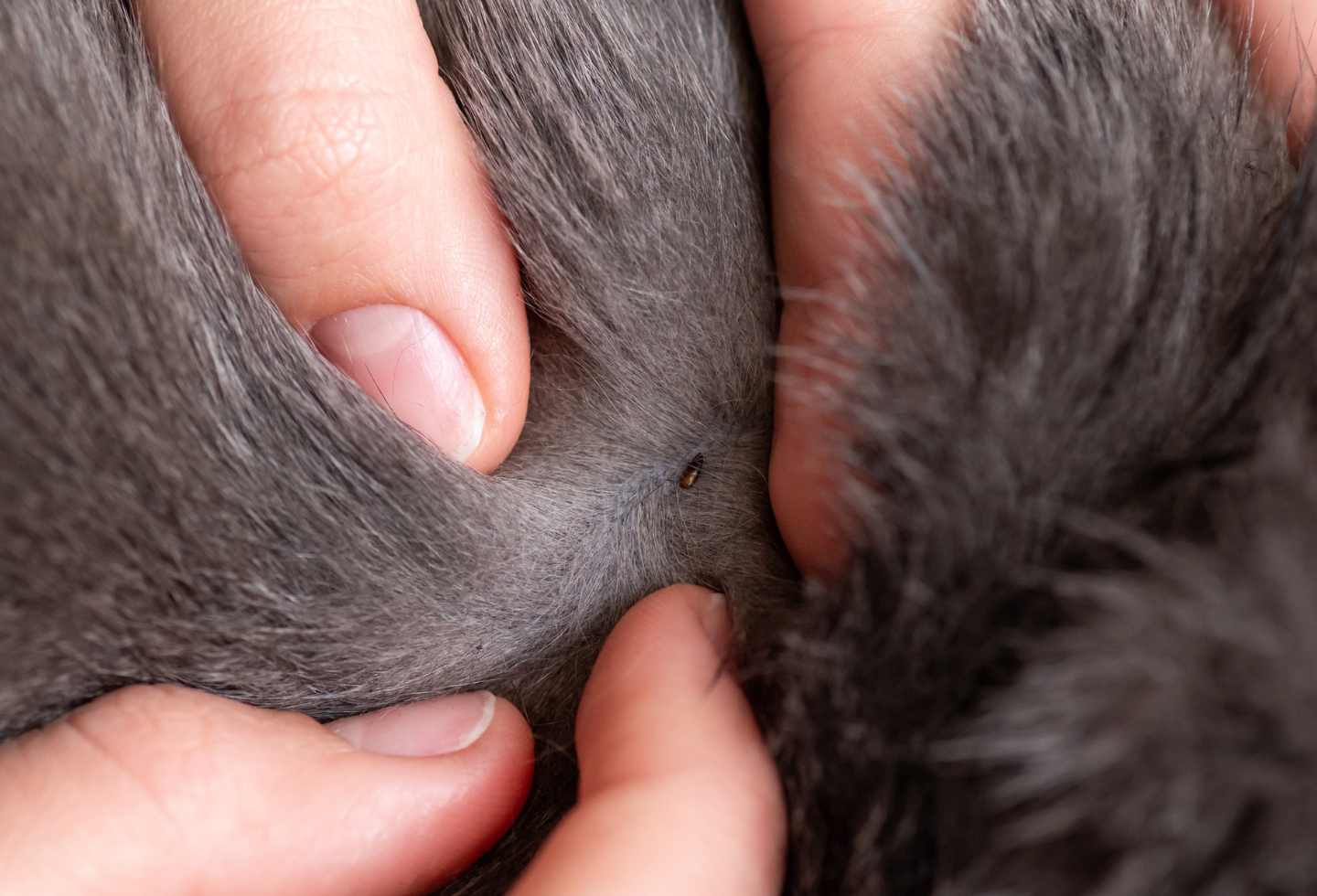 Flea parasite nestled between grey cat fur 