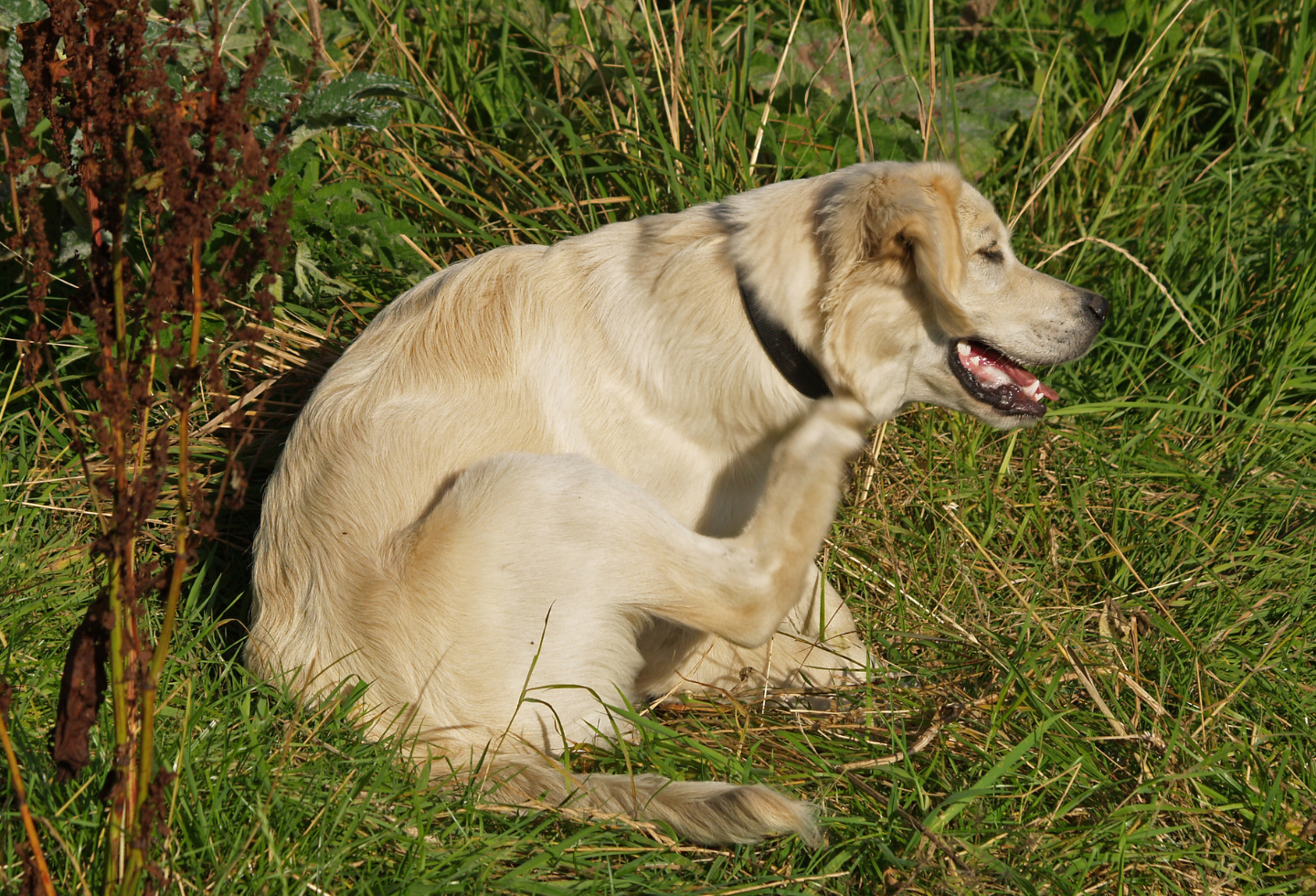 Golden retriever scratching and itching behind ear in a grassy field