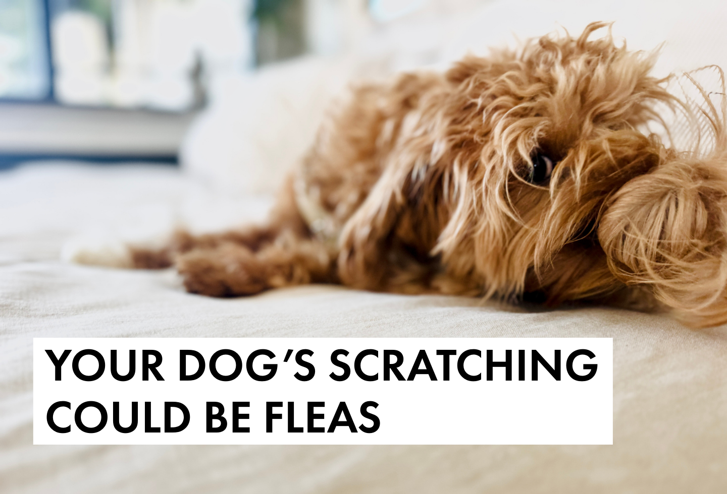 Itch Pet experts say your dog's scratching could be down to fleas