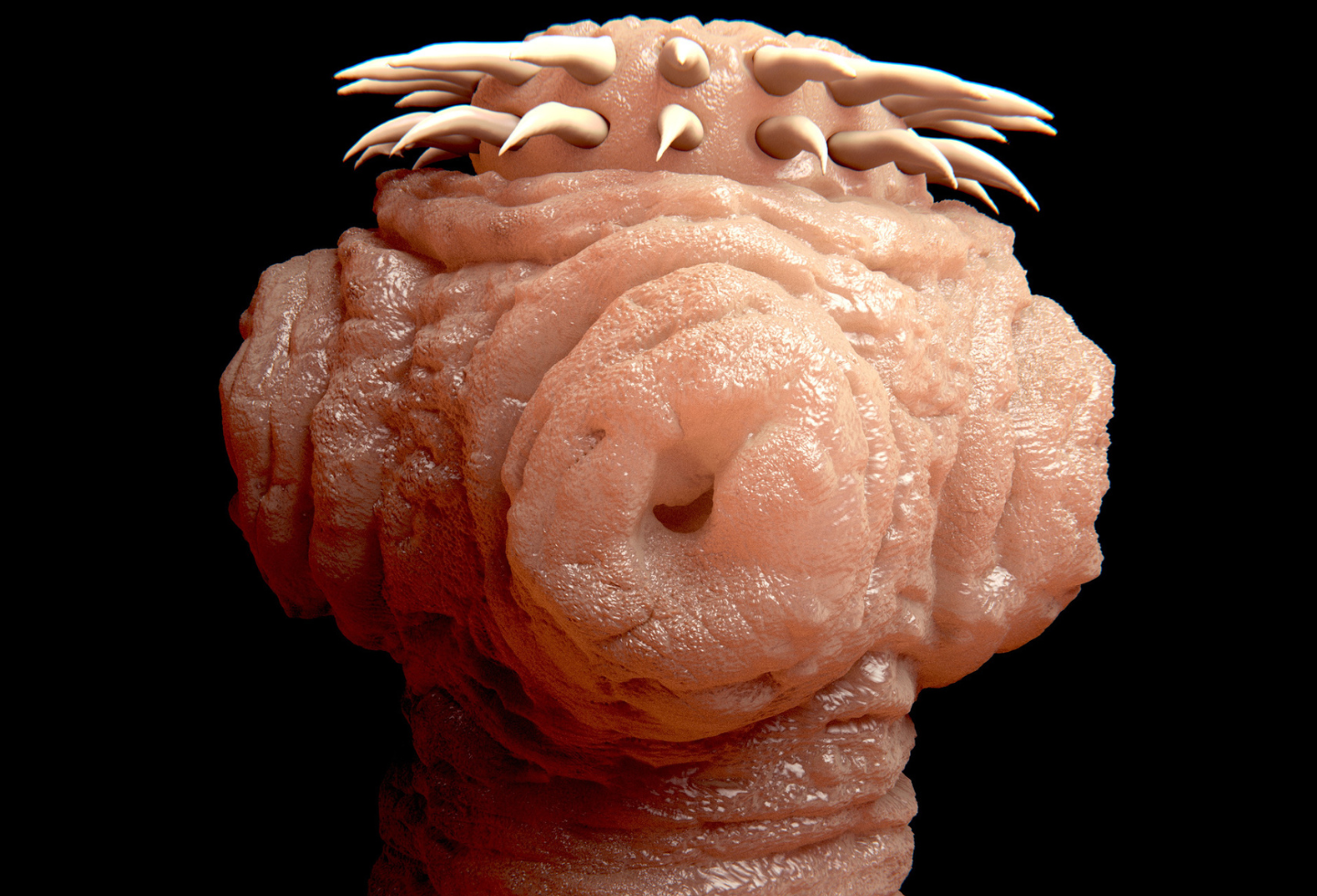 Image of a tapeworm under microscope