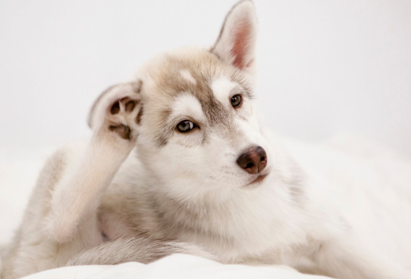 Why is Pet Still Scratching After Applying Flea Treatment? Itch Pet