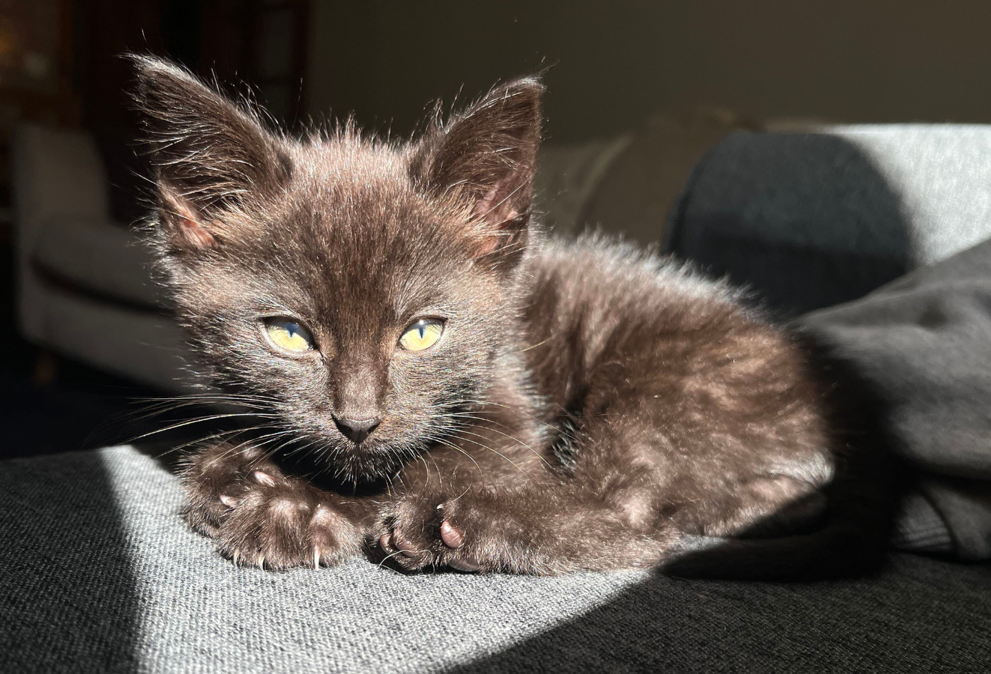 Maine Coon kitten on sofa in sunlight