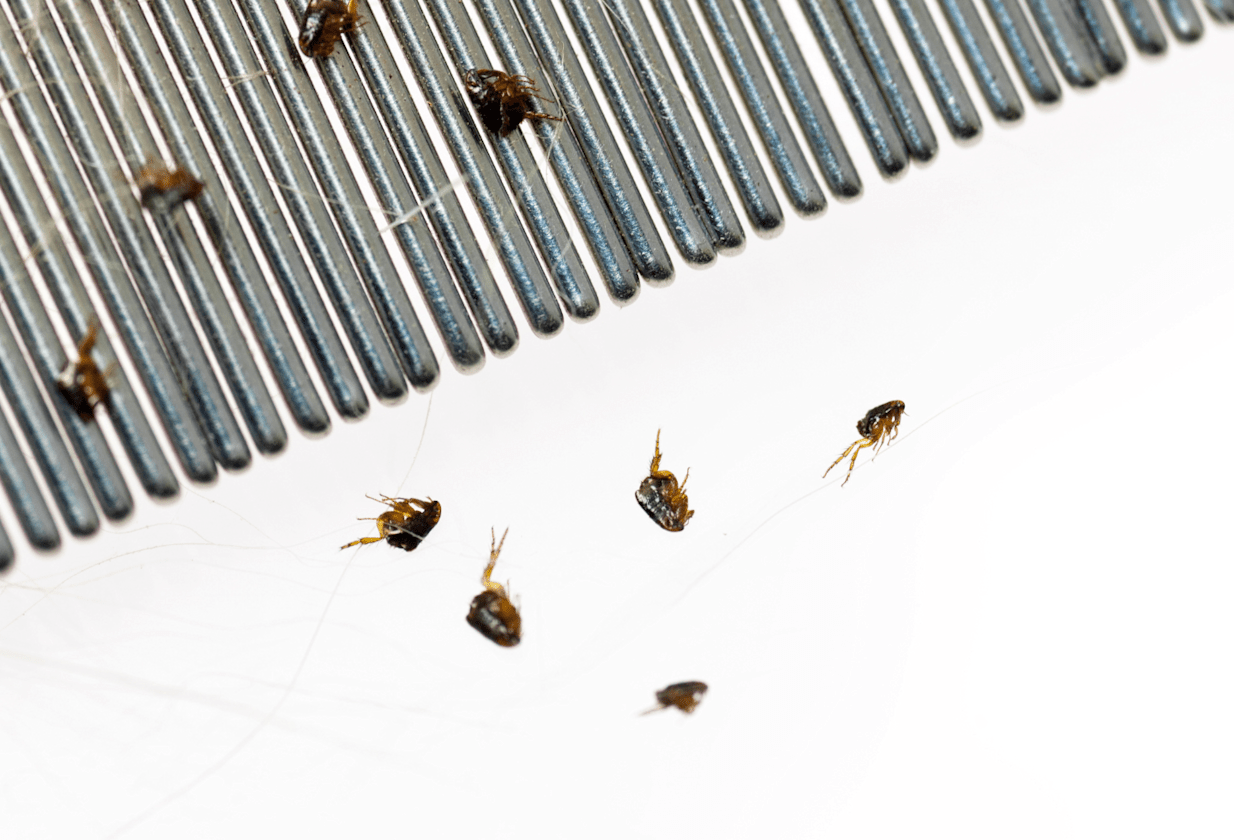 Can Pet Fleas Live On Human Hair Itch Pet Itch Pet can-pet-fleas-live-on-human-hair-itch-pet-itch-pet