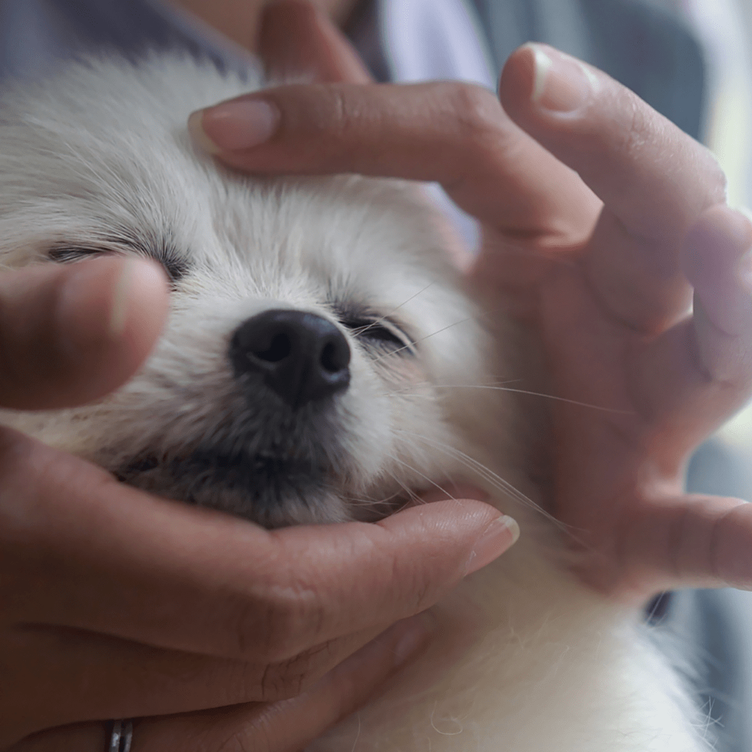 White dog head rub massage